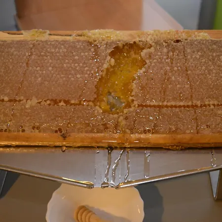 Goldener Anker Ξενοδοχείο Κόμπουργκ